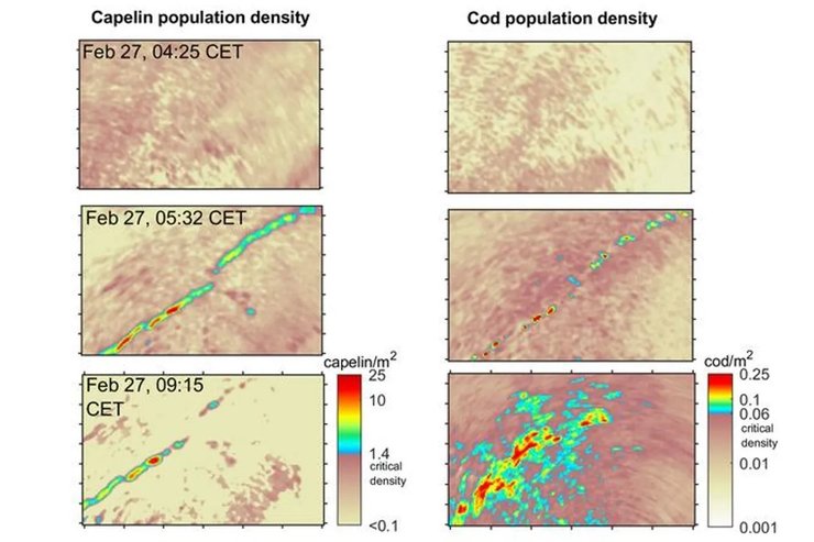 океан мойва треска