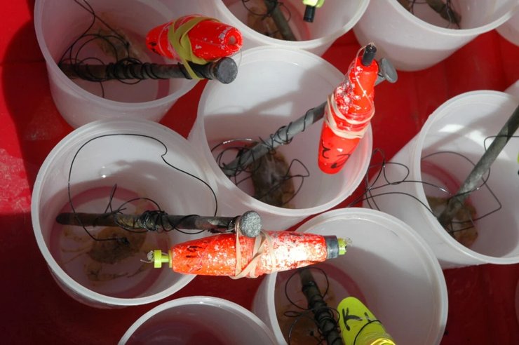 синий краб ловушки