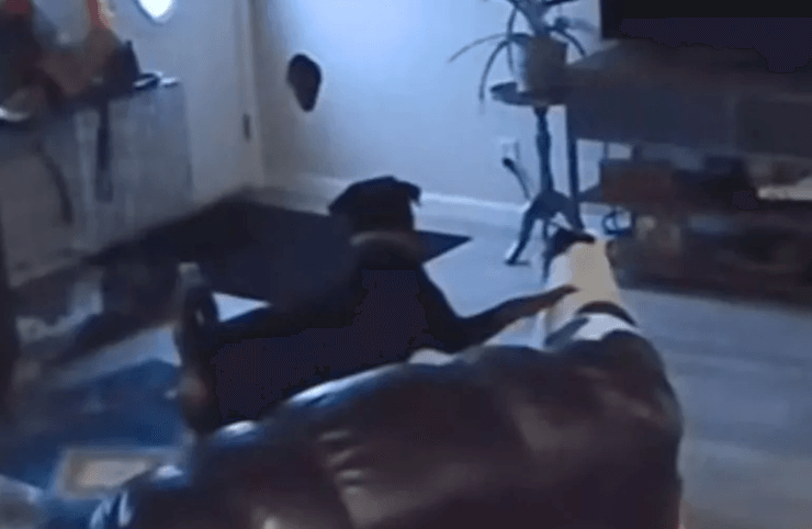 Домашние любимцы дебоширят в доме