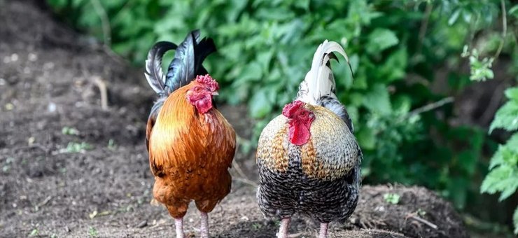 Куры надоедают крестьянам в Британии