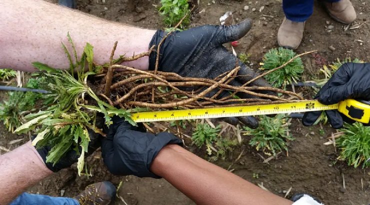 Шины из одуванчиков, автомобильные шины, новые шины, шины GoodYear