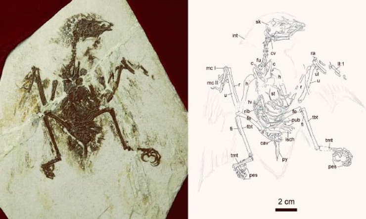 Brevirostruavis macrohyoideus, древняя птица, энанциорнисовые птицы, окаменелость