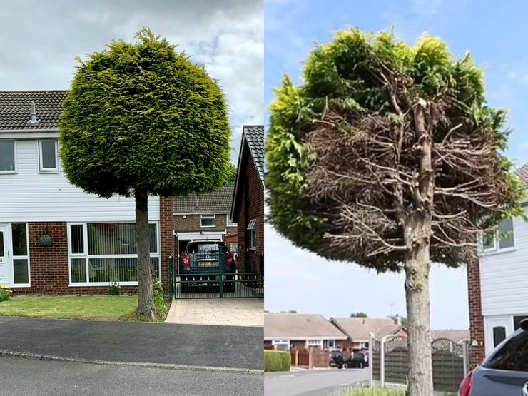 Дерево, распилили дерево, спилили дерево, скандал, соседи, конфликт, участок, земля, улица,