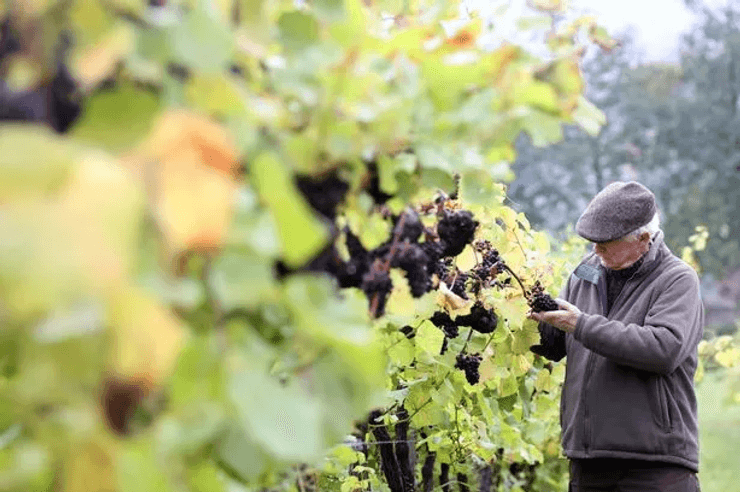 Ричард Харрис осматривает свои виноградники