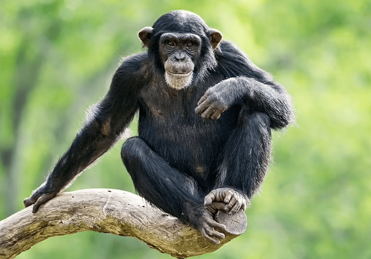 шимпанзе