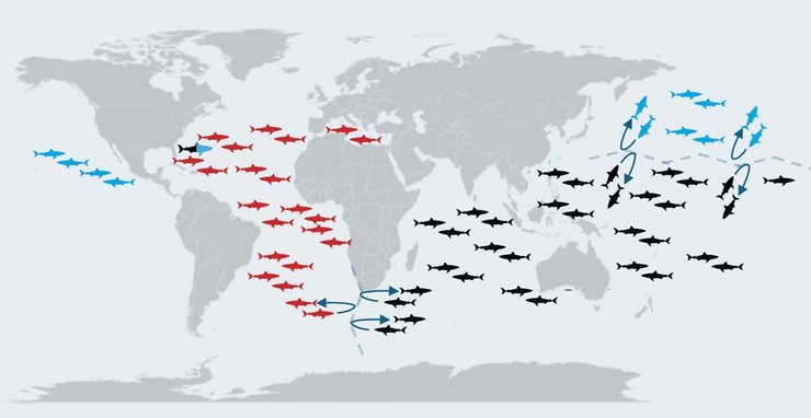 большие белые акулы карта