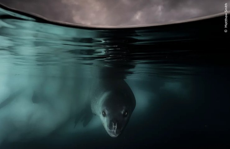 фотграф дикої природи, фотограф дикої природи лев, фотграф дикої природи, фотграф дикої природи, фотограф дикої природи морський лев