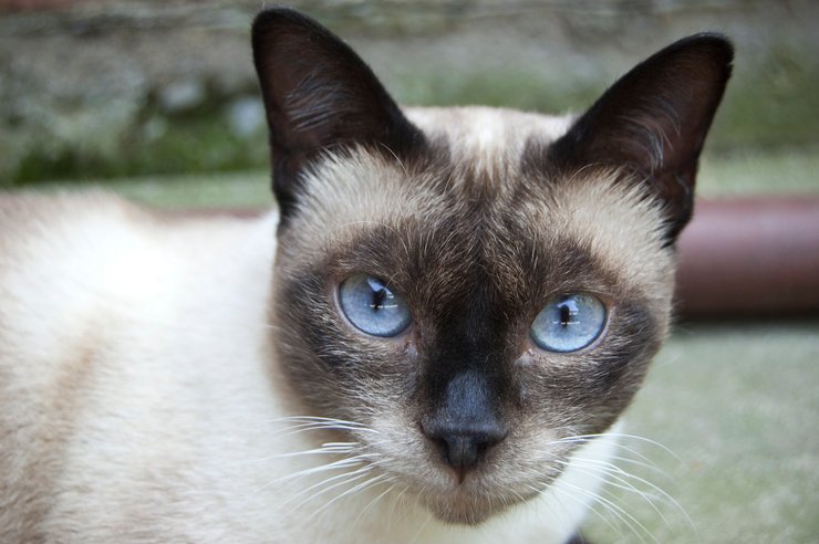 Сиамская кошка