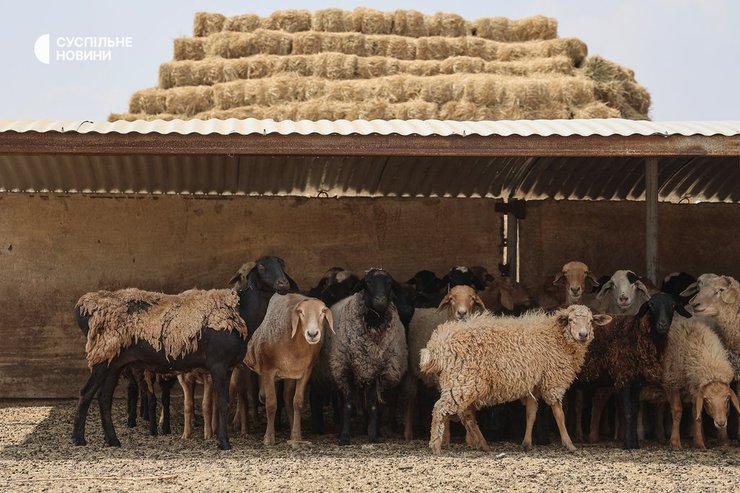 Вівці були вивезені з Берислава під час так званого перемир'я з РФ