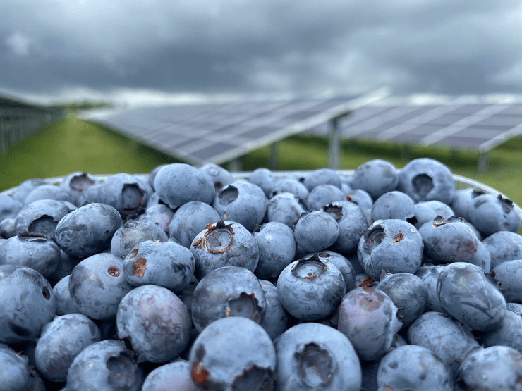 Лохина виросла на полі з сонячними панелями