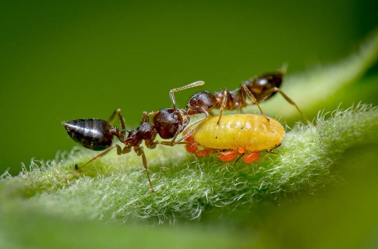 Муравей, тля, мутуализм, симбиоз
