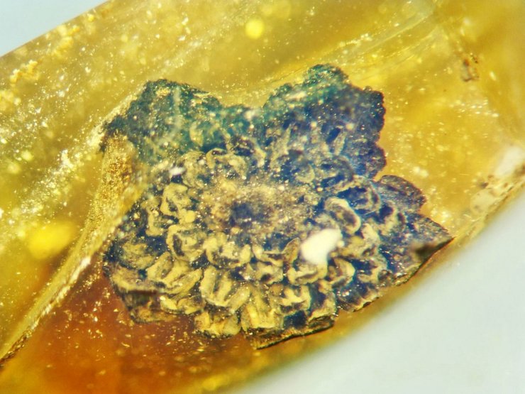 бурштин, квітка, стіл, фото