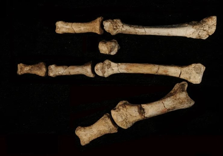 австралопитек кости