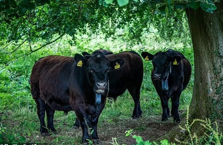 стадо корів