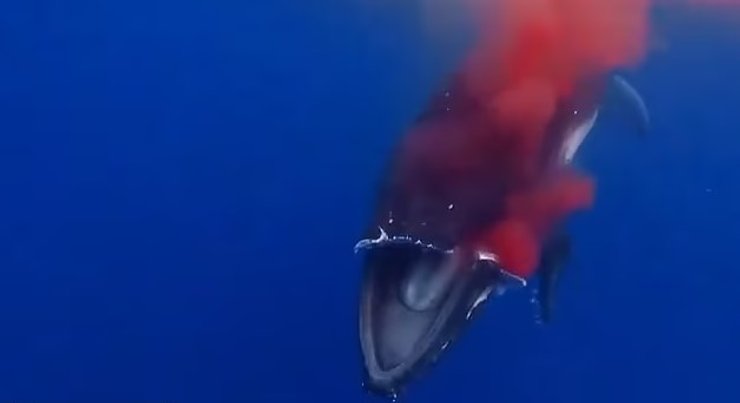 кит, горбатый кит, смерть горбатого кита