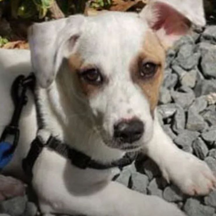 Джек-рассел-терьер, которого зовут Сириус, компенсация, суд, травма, депрессия, тревожность, курьезы, интересные истории