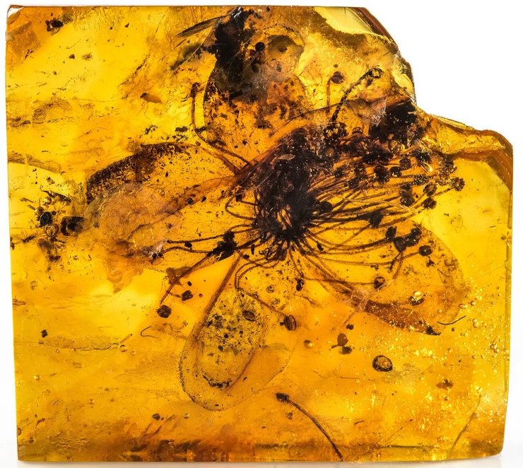 древнее растение, янтарь