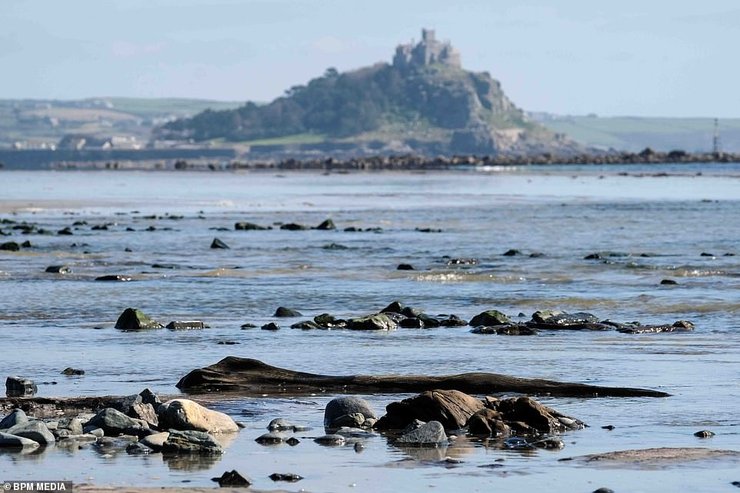 окаменевший лес, бухта, корнуолл