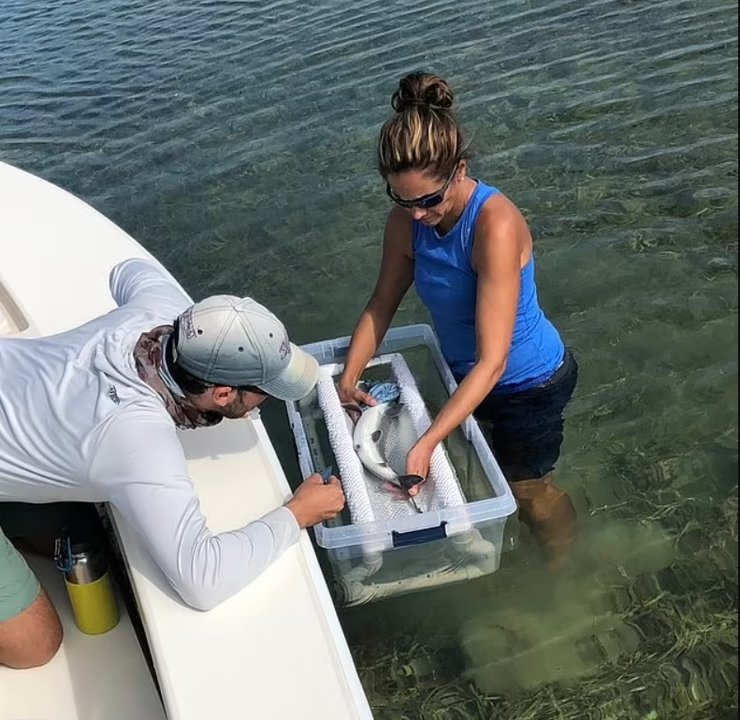 рыба, рыба исследование