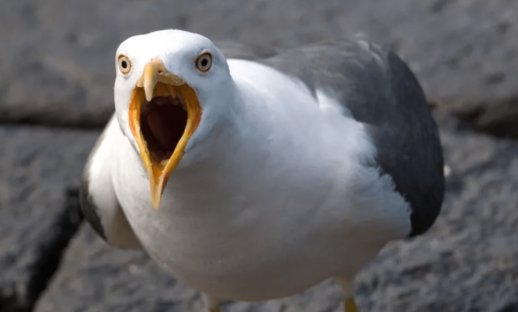 Чайки крадуть їжу, настирливі чайки, чайки нападають на людей, птах напав на людину, розбивають телефони, чайка, чайка на пляжі