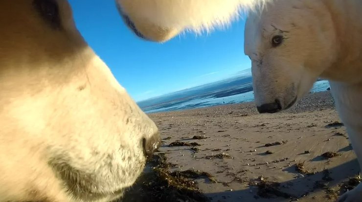 білі ведмеді, білі ведмеді арктика