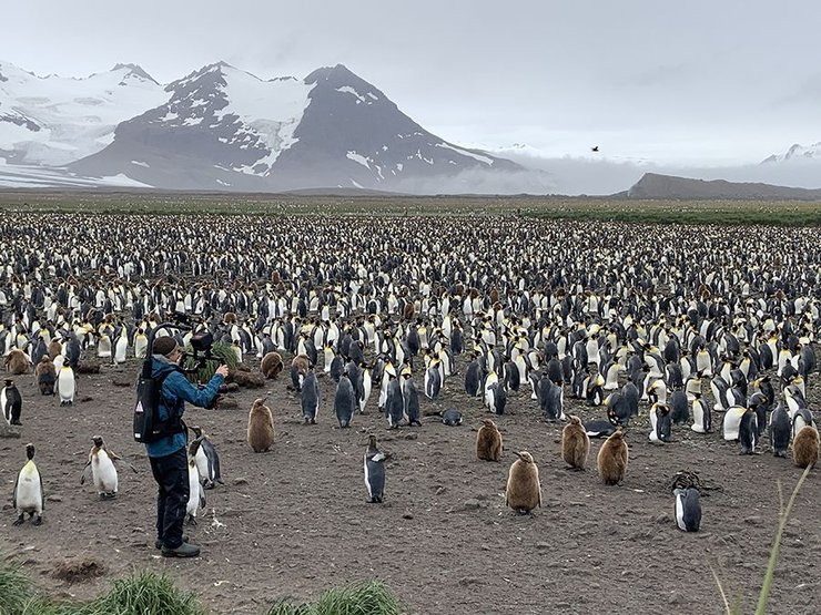 Остров Южная Георгия, пингвины, колония пингвинов