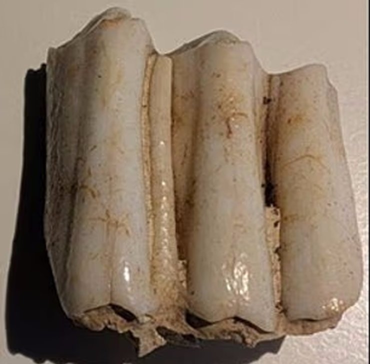 зуб корови стоунхендж