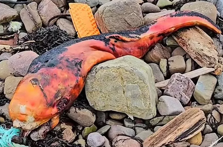 Детеныш кита, рыба, Шотландия