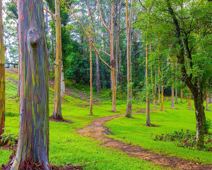 евкаліпт райдужний