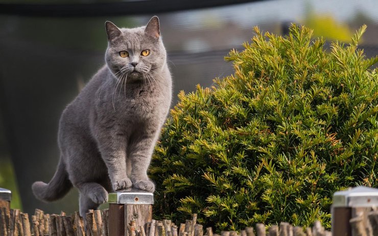 фото, британская короткошерстная 