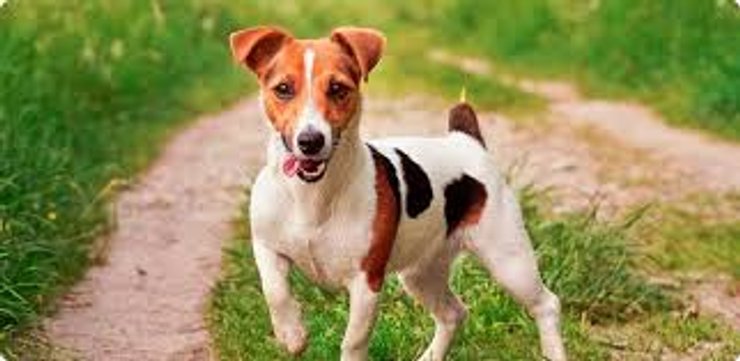 Джек-рассел-тер'єр