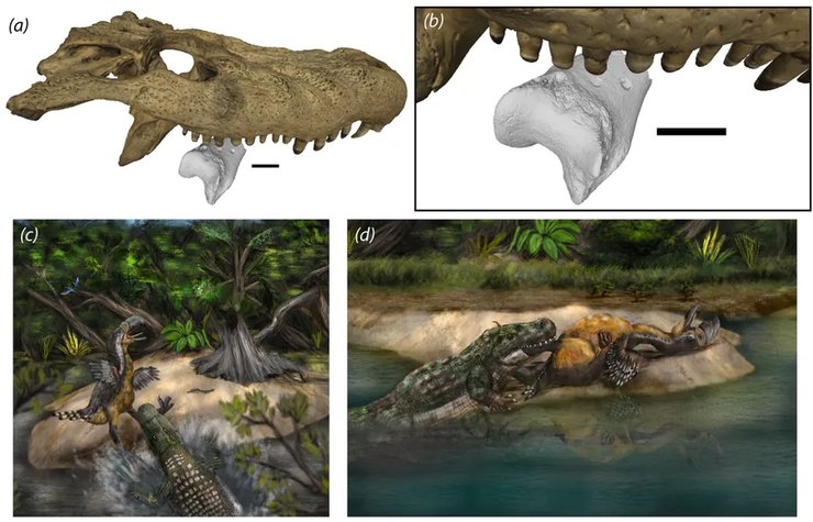 гигантская птица и кайман