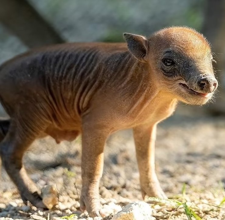 бабіруса дитинча