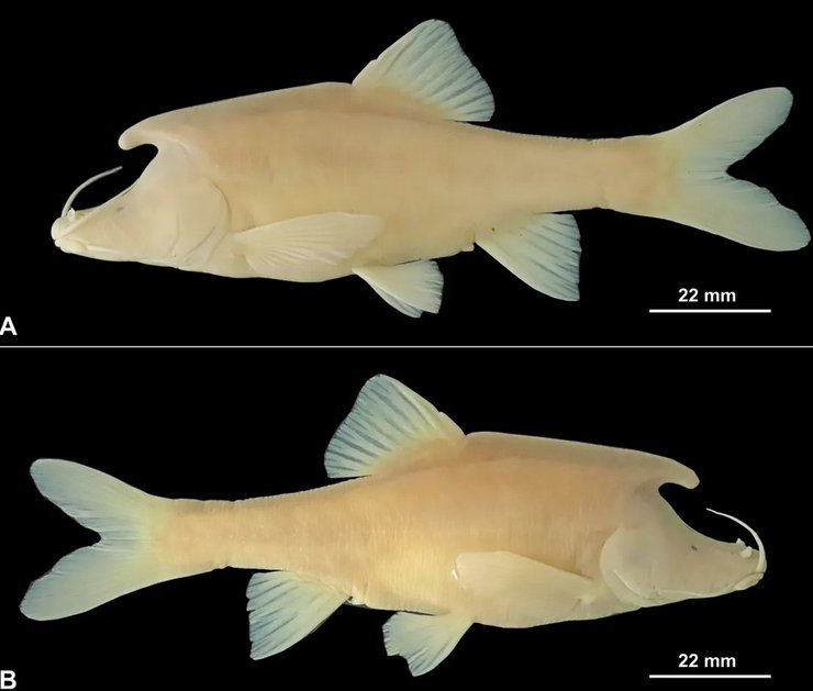 Sinocyclocheilus longicornus, рыба, единорог, Китай