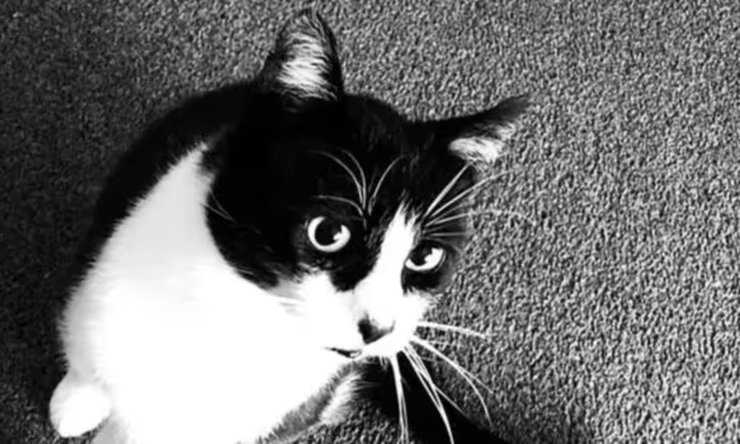 Избили кота, кот, избили кошку, домашнее животное, живодеры, били и пинали, поломали ребра, приют, расследование