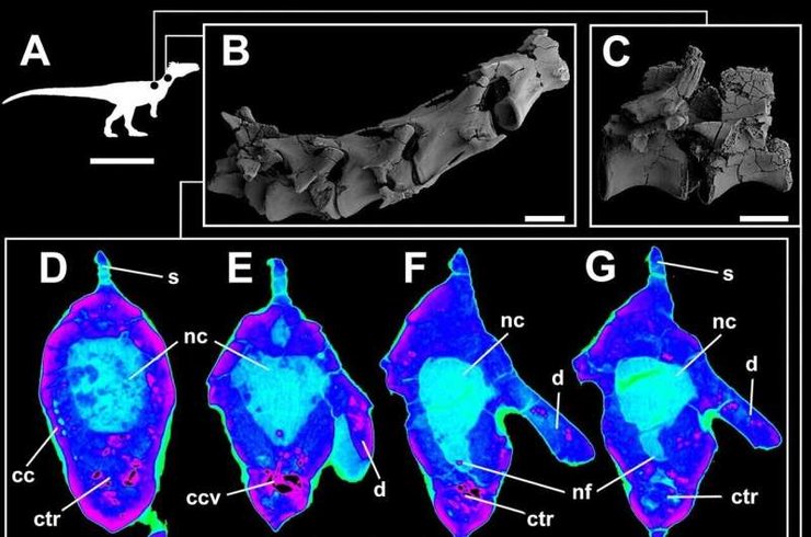 динозавр, история, кости динозавров, останки динозавров