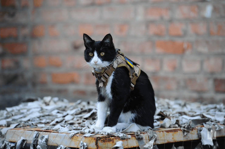 Тварини війни в проєкті Фото з війни