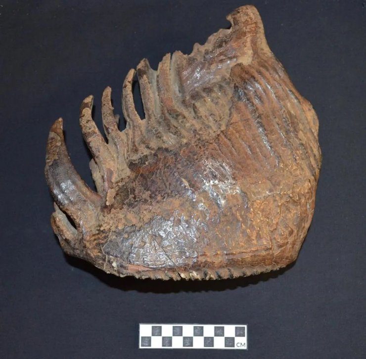 челюсмть мамонта