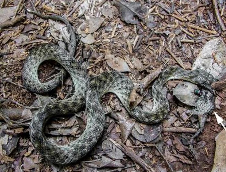 Мертвий вуж, жаба, природа