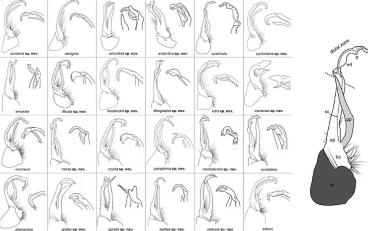 багатоніжка, тейлор свіфт