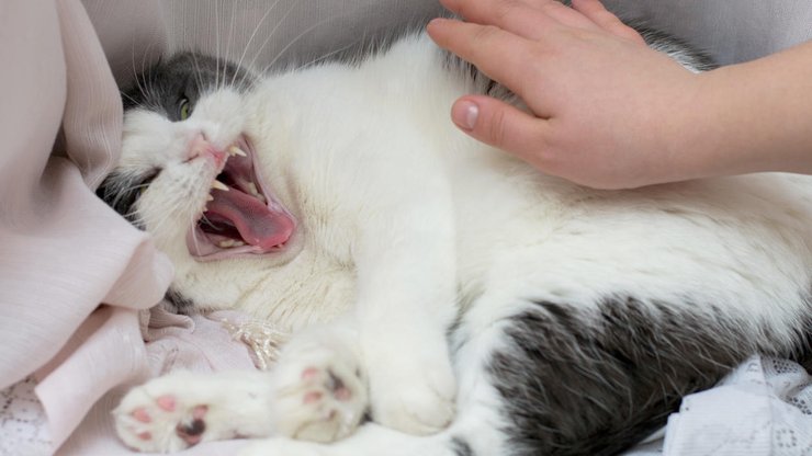 кот, постельное, рука человека, снимок