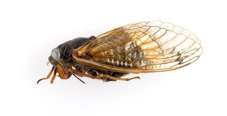 цикада блакитні очі