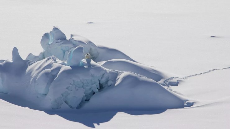 Білі ведмеді