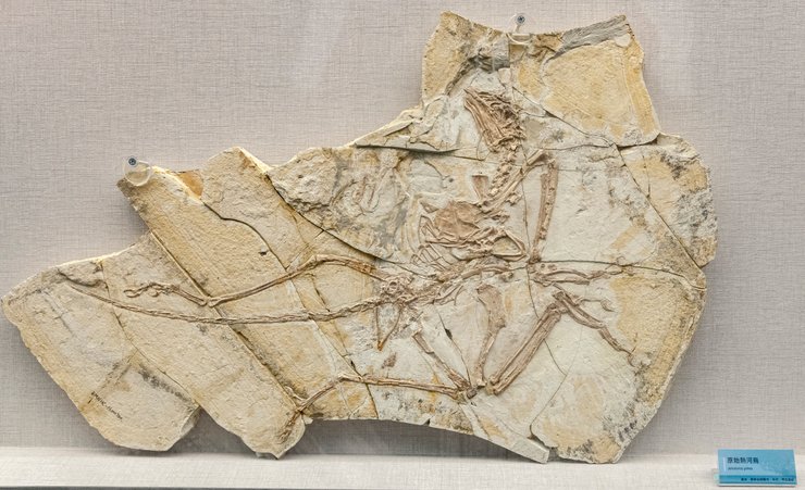 Викопний зразок джехолорніса