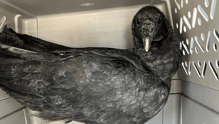 Пьяные птицы, пьяные стервятники, животные и алкоголь, думали что птицы умирают, курьезы, выпустили на свободу, похмелье,