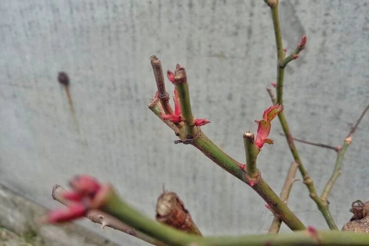 никополь, погода, зима, расцветает