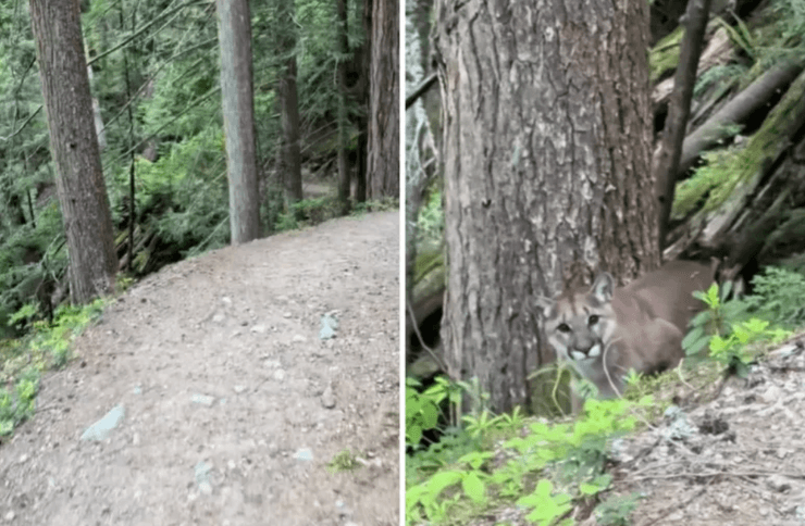 Путешественник встретил в лесу пуму
