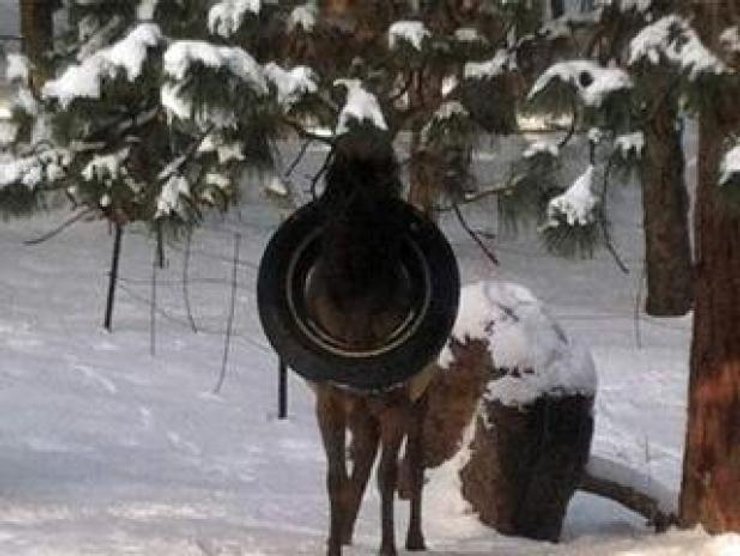 дикий олень, покрышка, зима, охрана среды