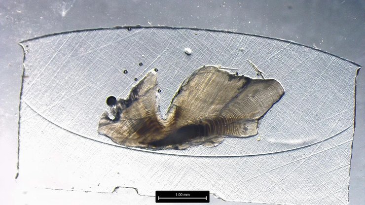 озерная форель рекорд