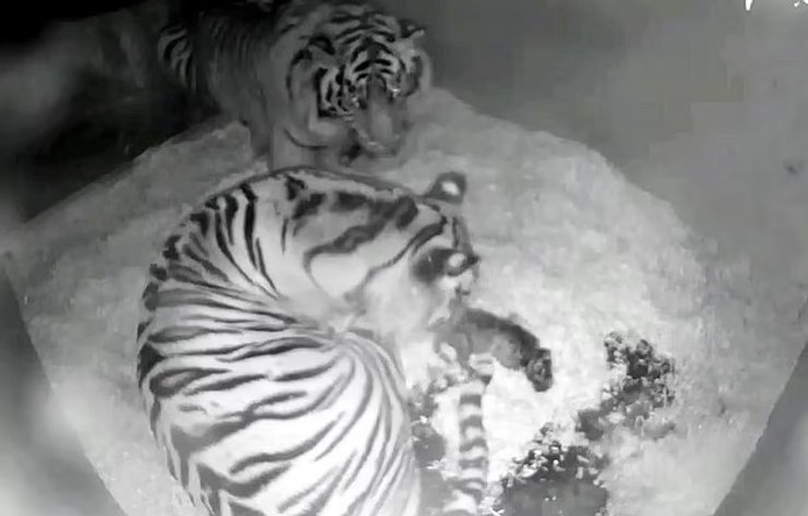 пара тигров